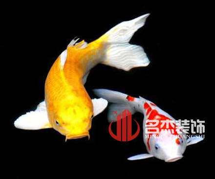 辦公室5G天天看5G天天爽風水之養殖金魚.jpg