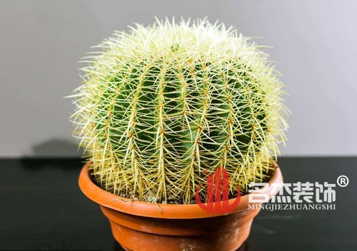 辦公室5G天天看5G天天爽風水之仙人掌.jpg